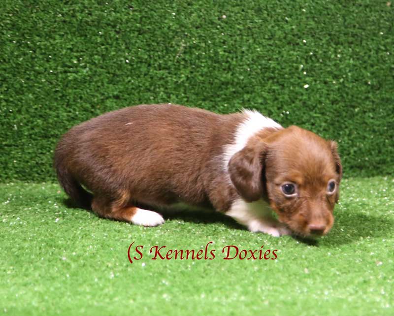 Azul Chocolate Piebald