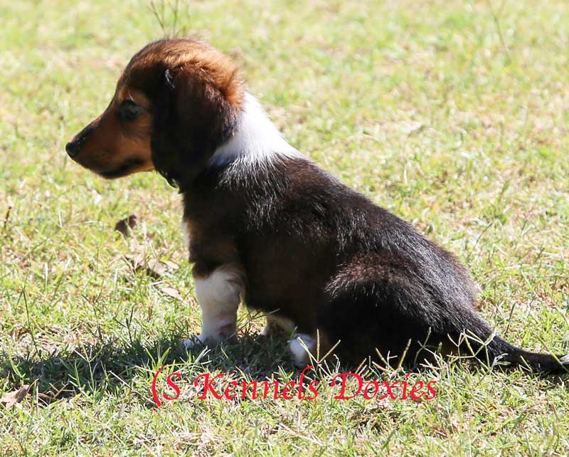 Azul Wild Boar Piebald