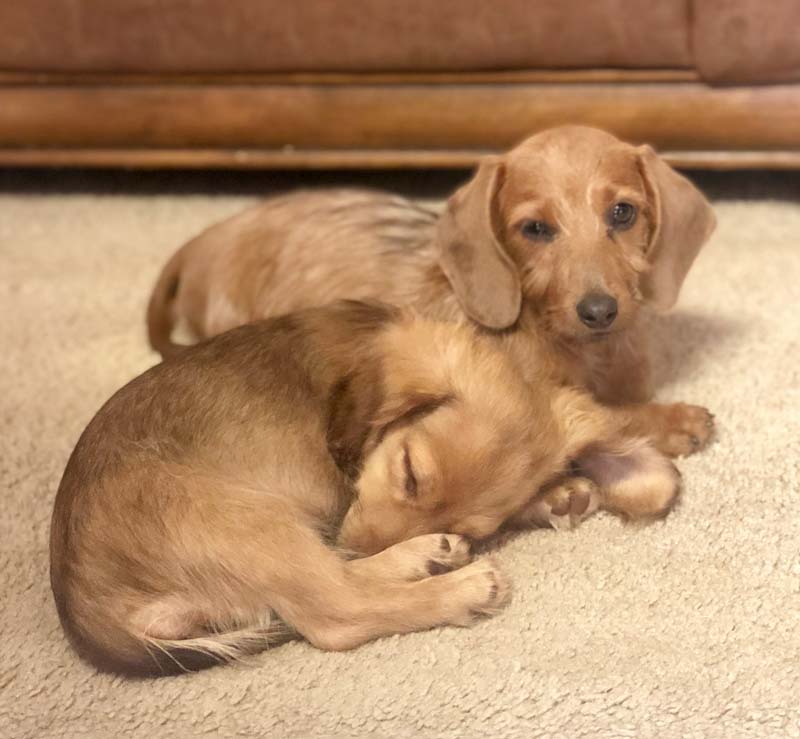 About (S Kennels Doxie