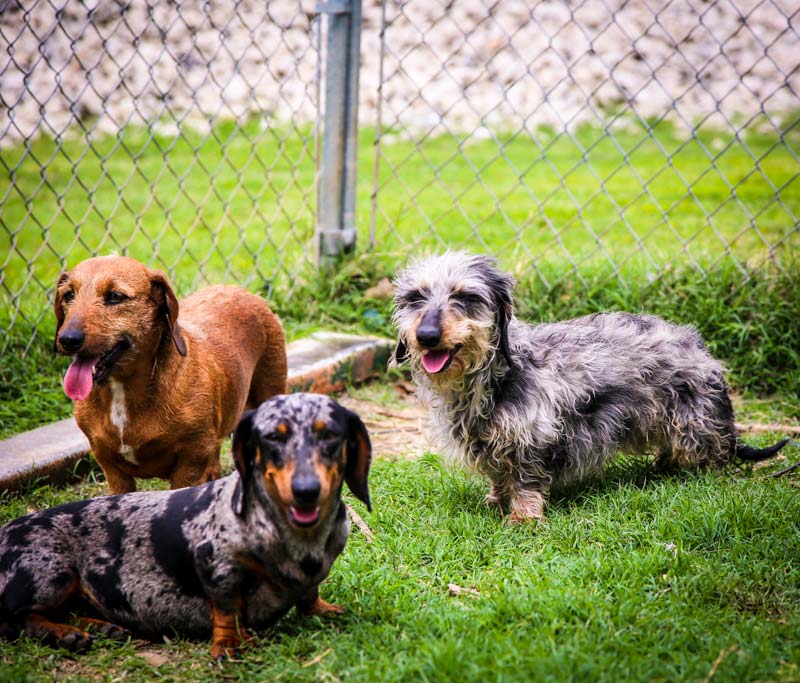All About Doxies