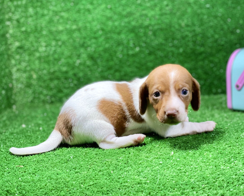 Sweetie Red Piebald